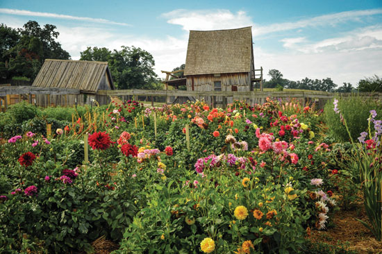 Mass planting of dahlias will take your breath away; the intense colors and textures create a garden landscape fit for Alice's Wonderland.